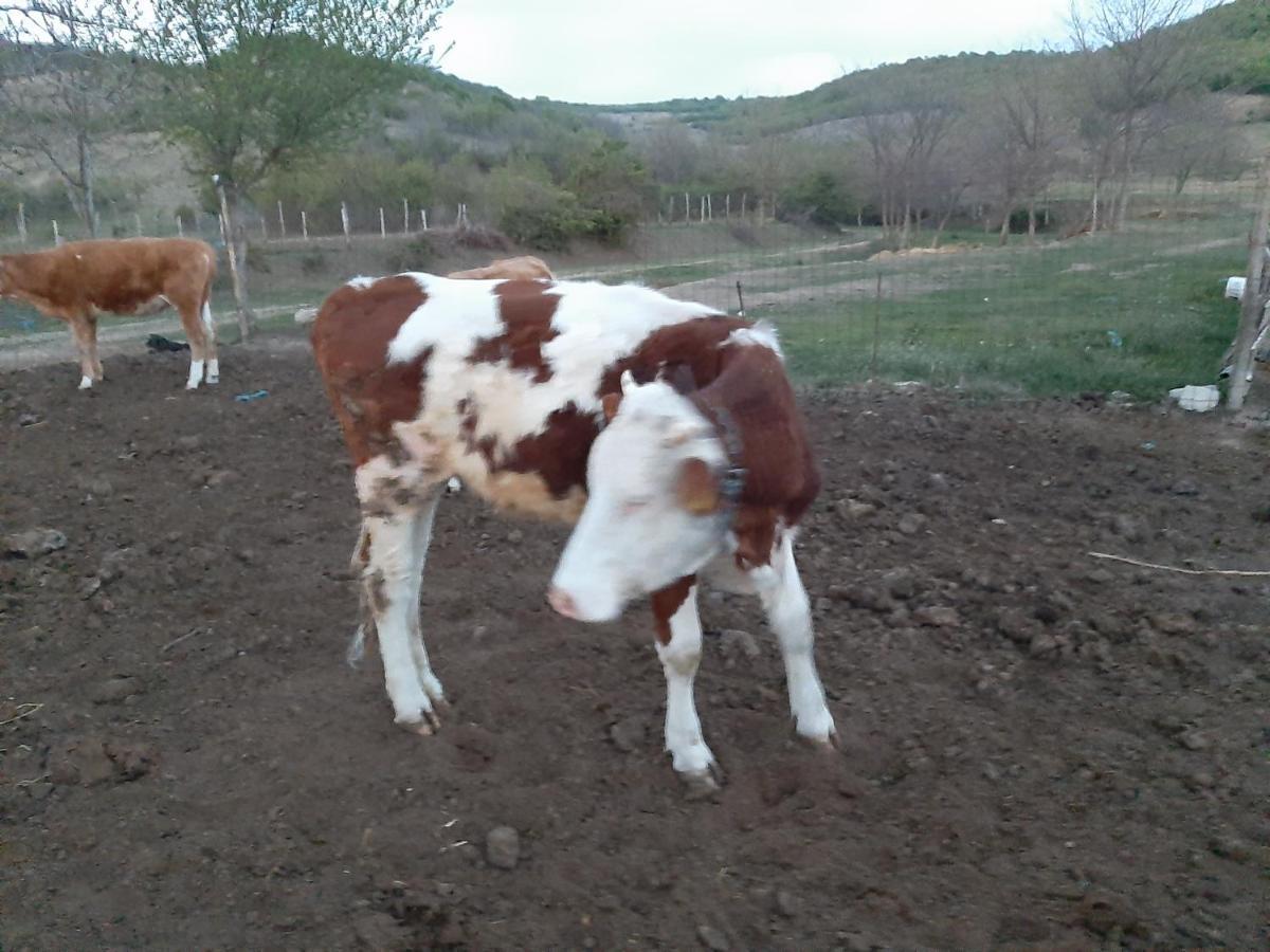 Pensiunea Agroturistica Green Odoba Satuc Exterior foto